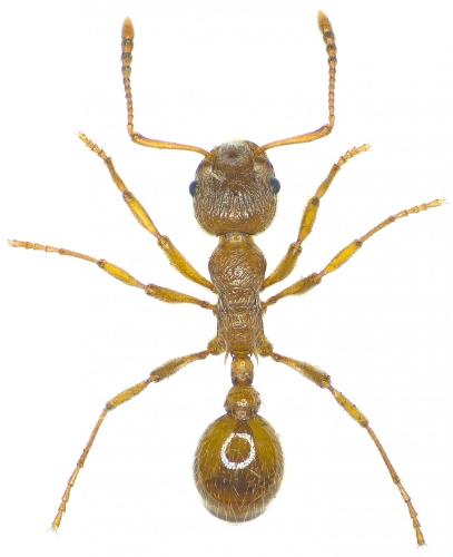 Réf. 188 158 : Myrmica rubra